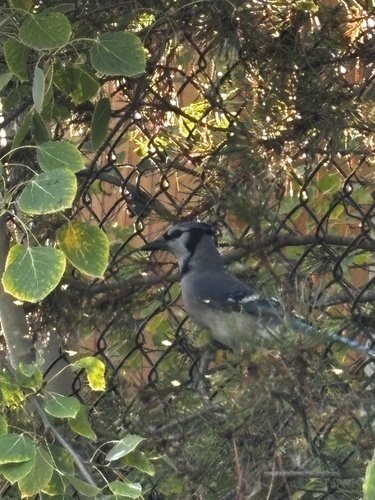 Blue Jay