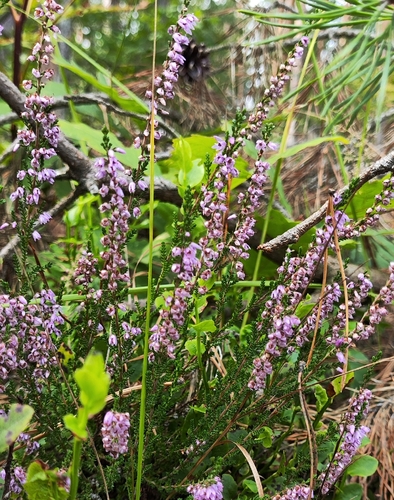 common heather