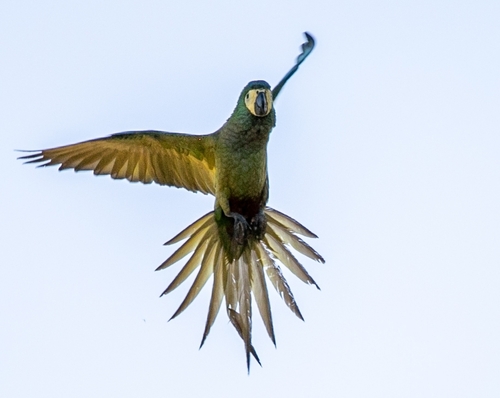 Red-bellied Macaw
