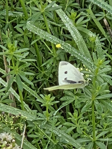 Small White