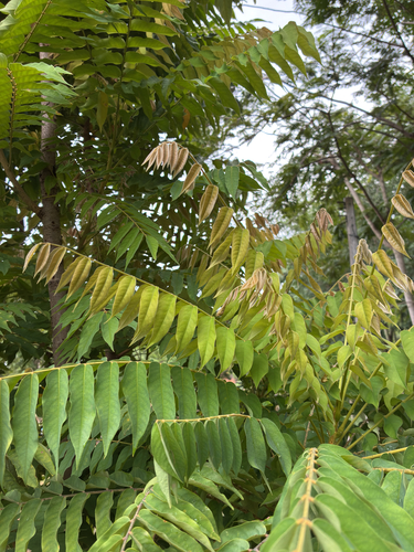 Bilimbi