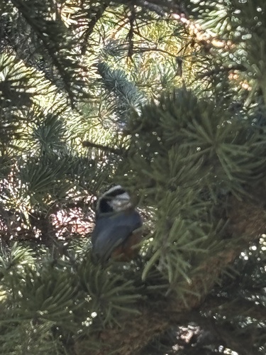 Red-breasted Nuthatch