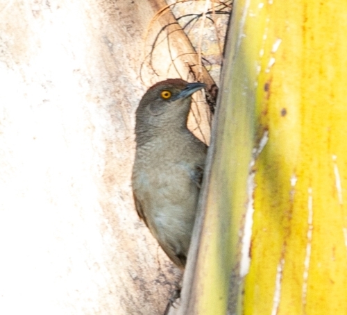 Greater Thornbird