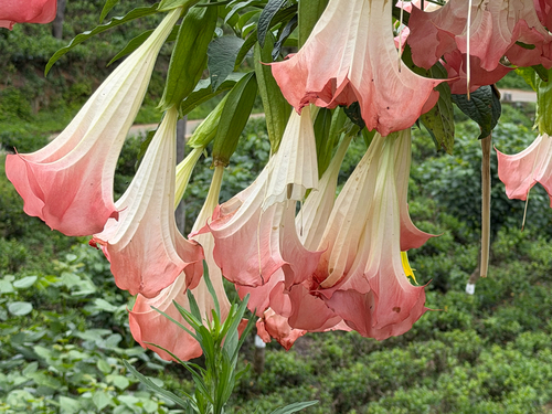 magnificent angel's trumpet