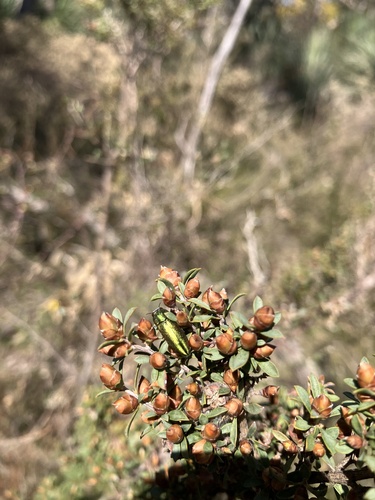 Melobasis propinqua