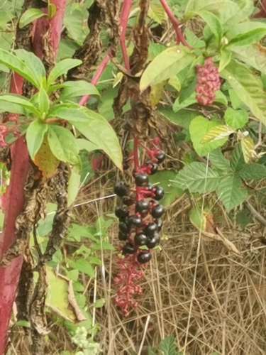 American pokeweed