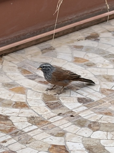House Bunting