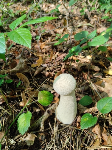 Pestle Puffball