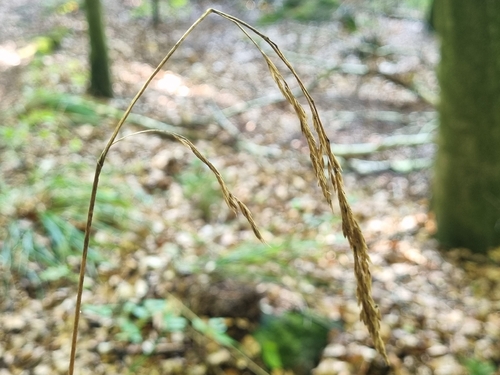 Festuca altissima observed 2026-09-15