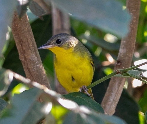 Southern Yellowthroat