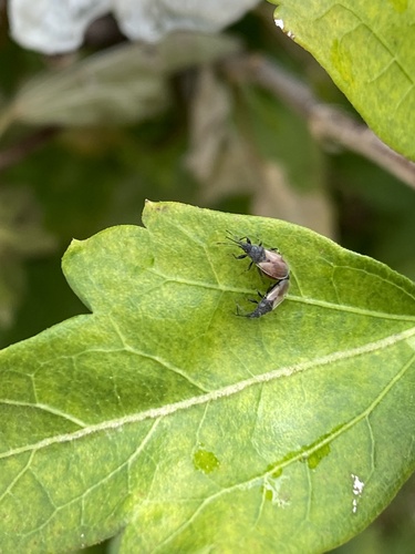 Cotton Seed Bug