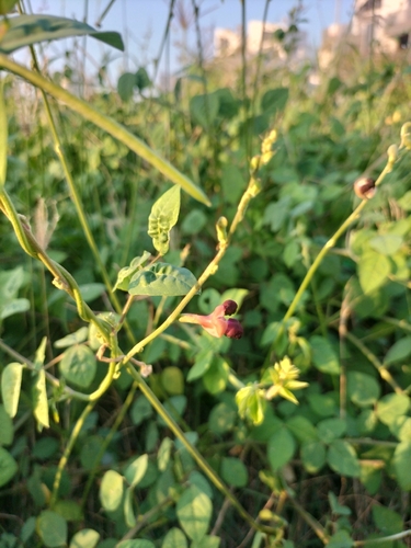 Macroptilium lathyroides, photograph 2