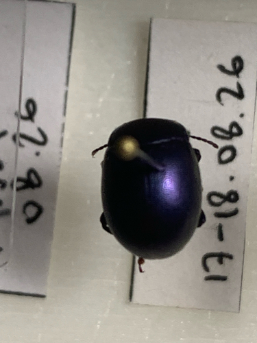 violet leaf beetle