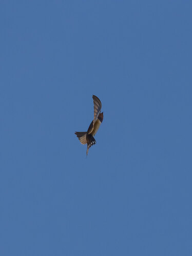 Barn Swallow