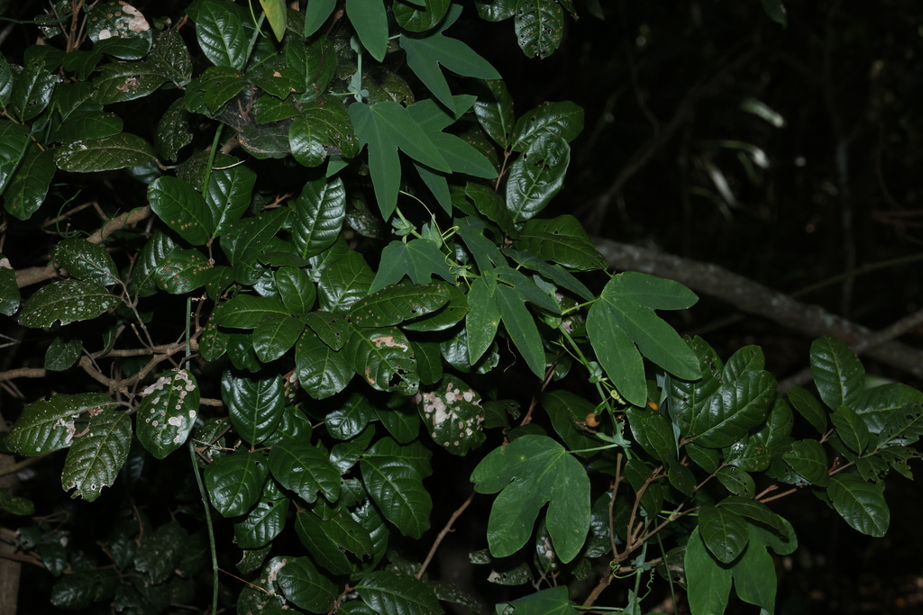 Passiflora subpeltata; photograph (c) Greg Tasney, some rights reserved (CC BY-SA)