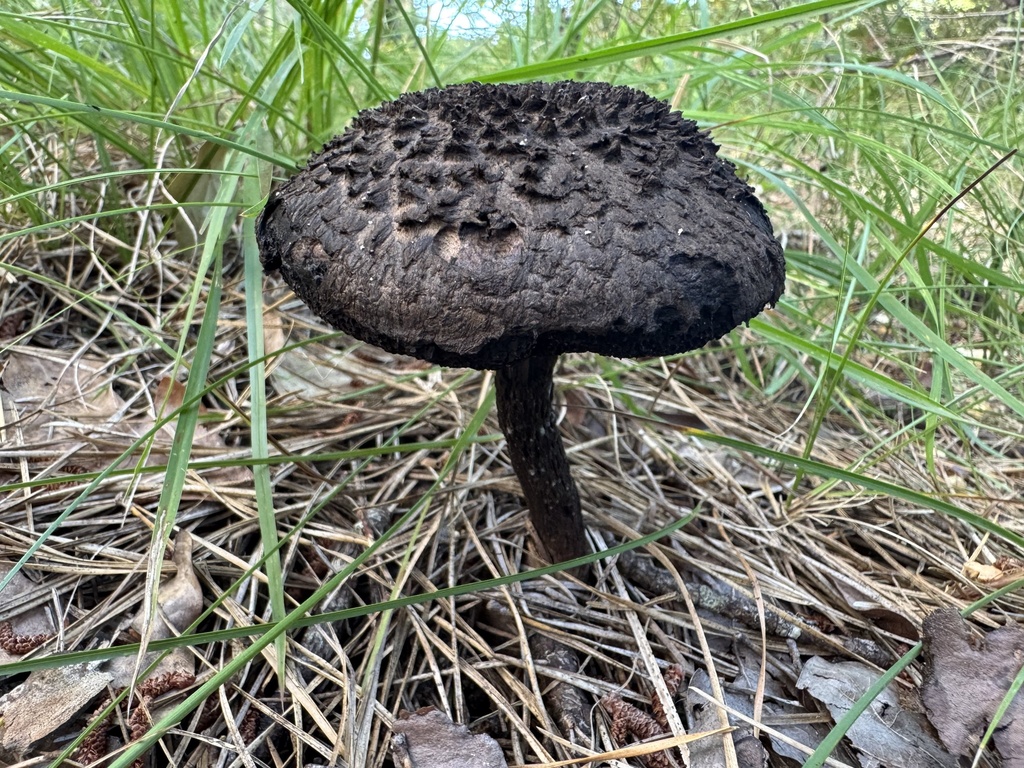 Old-man-of-the-woods · September 2026 · photo: Photo: (c) Jason K., some rights reserved (CC BY) · iNaturalist