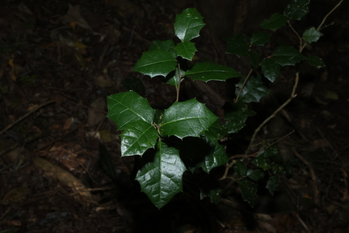 Alchornea ilicifolia