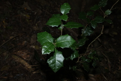Alchornea ilicifolia