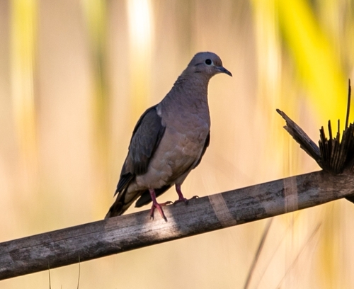 Eared Dove
