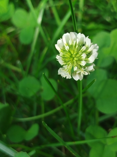 white clover