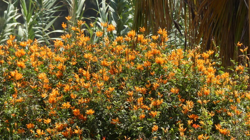 Cape Honeysuckle