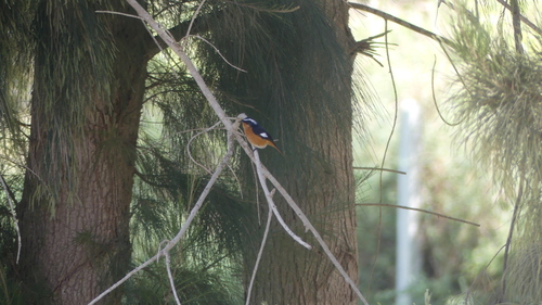 Moussier's Redstart