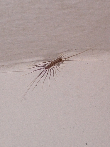 House Centipede