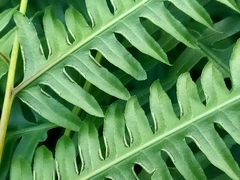 Pteris podophylla