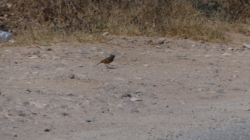 Moussier's Redstart