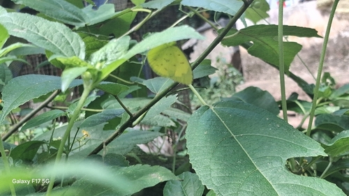 Common Grass Yellow