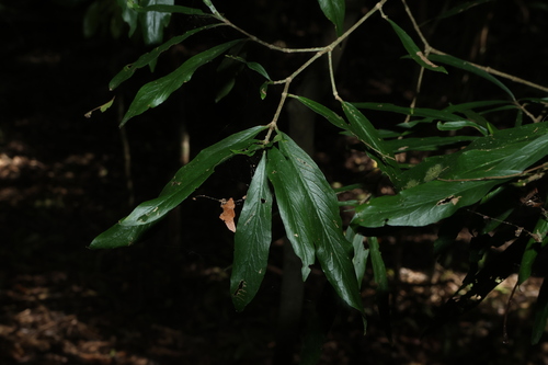 Atractocarpus chartaceus, photograph 1
