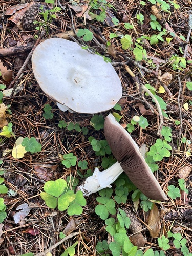 Wood Mushroom