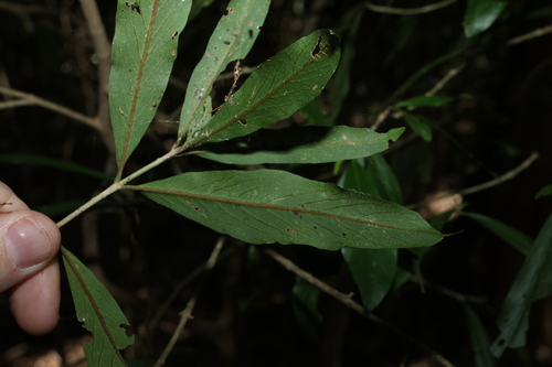 Atractocarpus chartaceus