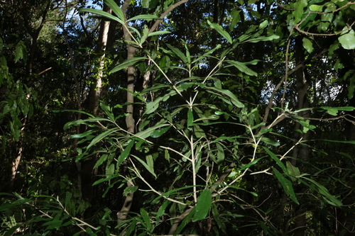 Atractocarpus chartaceus, photograph 2