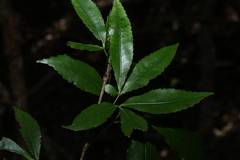 Pseudoweinmannia lachnocarpa