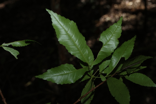 Pseudoweinmannia lachnocarpa, photograph 1