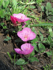 Oenothera deserticola