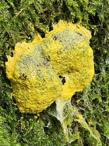 Dog Vomit Slime Mold