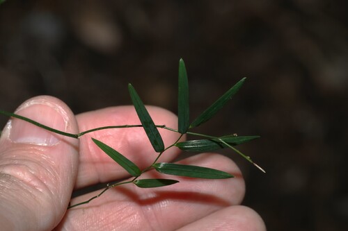 Geitonoplesium cymosum, photograph 1