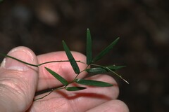 Geitonoplesium cymosum, photograph (c) Greg Tasney, some rights reserved (CC BY-SA)