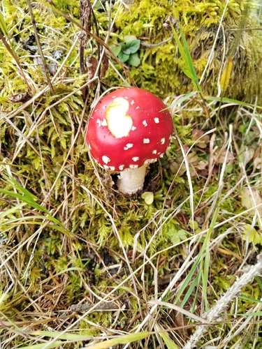 Fly Agaric
