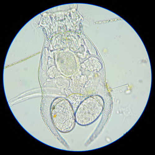 Brachionus forficula