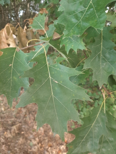 northern red oak