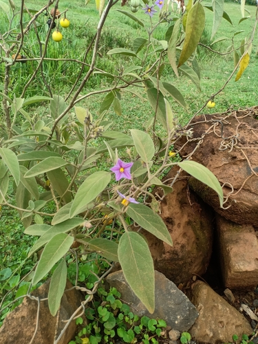 Solanum campylacanthum