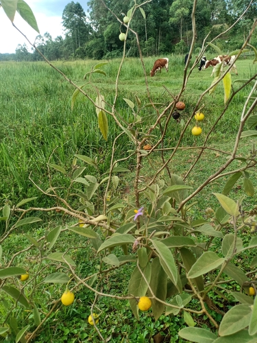 Solanum campylacanthum, photograph 2
