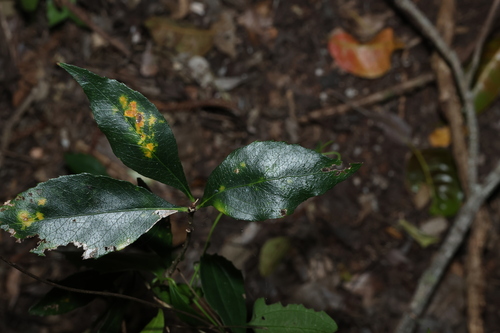 Auranticarpa rhombifolia, photograph 1