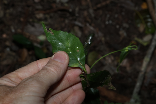 Auranticarpa rhombifolia