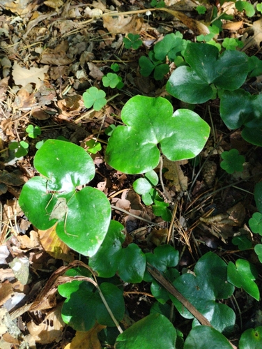 Liverleaf