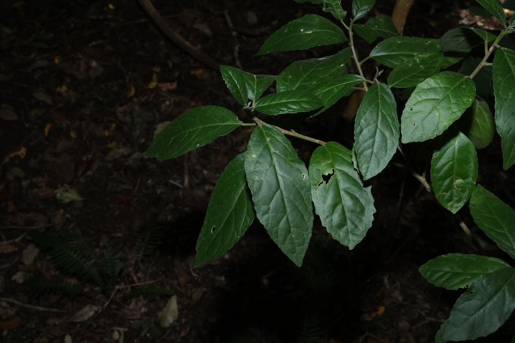 Claoxylon australe; photograph (c) Greg Tasney, some rights reserved (CC BY-SA)