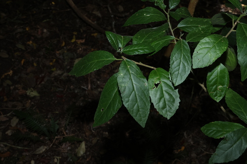 Claoxylon australe